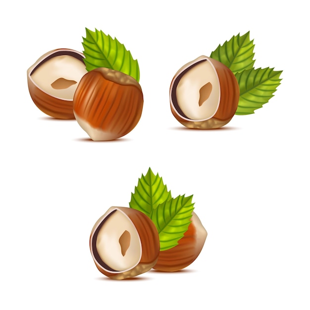 Realistic Detailed Hazelnut Nut Vector