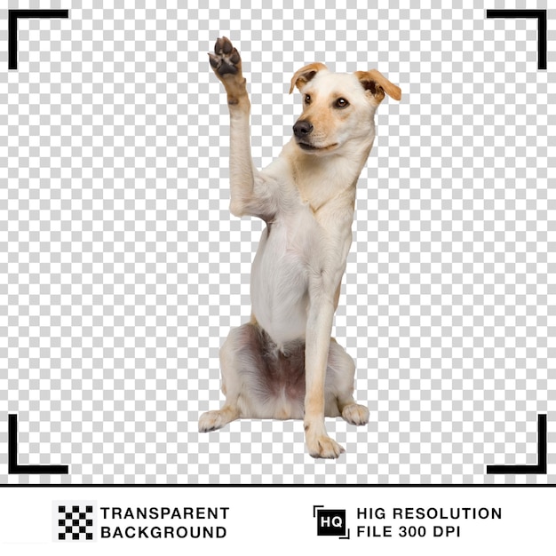 Vector realistic dog in a white background dog transparent background