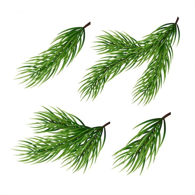 realistic fir branches