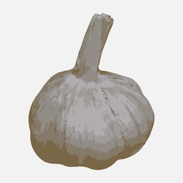 Realistic garlic illustration. Vegetable vector illustration.