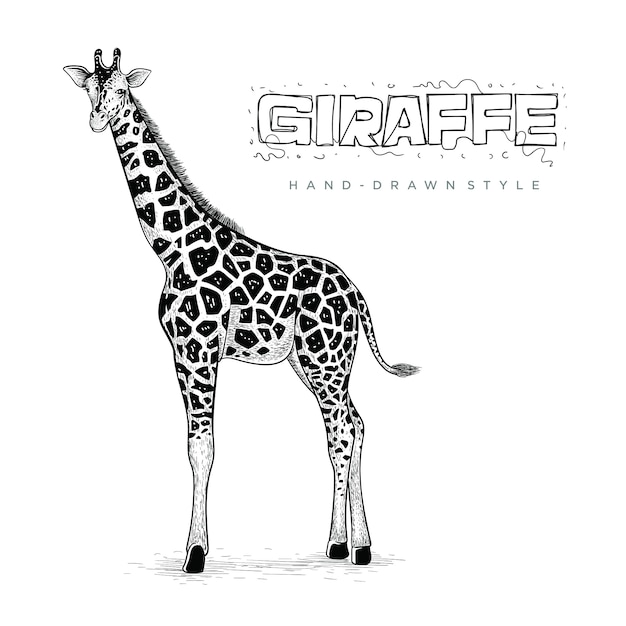 Realistic giraffe vector, hand drawn animal illustration