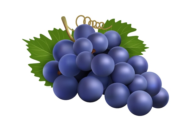 Realistic grape bunch Black winery grapes isolated 3d plant with berry and leaves Eco farm product raw for wine vector ingredient