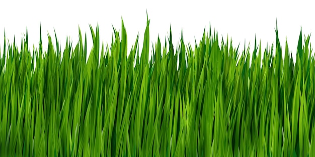 Realistic Green grass isolated on white background. Vector border, illustration