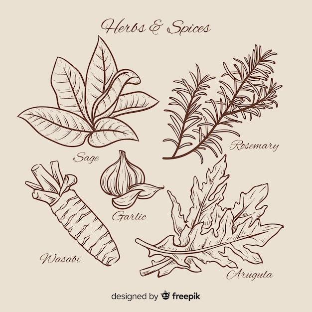 Realistic hand drawn botanical spices and herbs