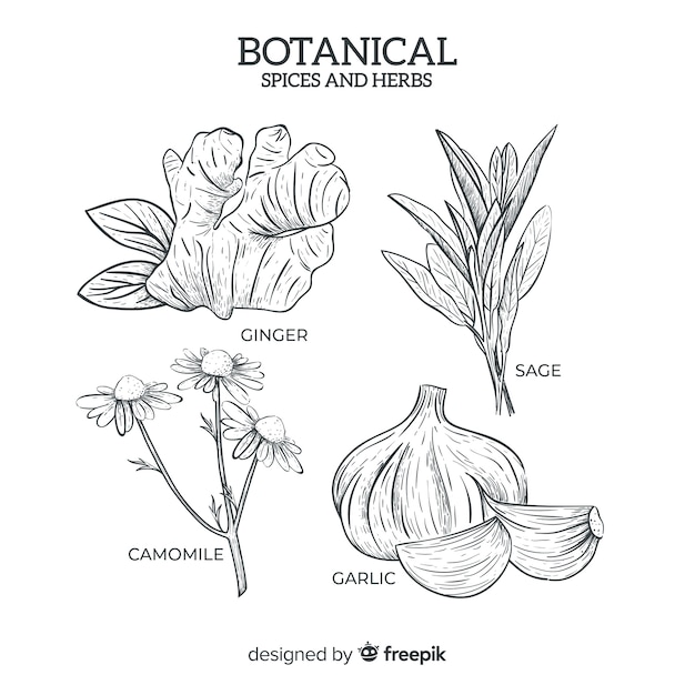 Realistic hand drawn botanical spices and herbs