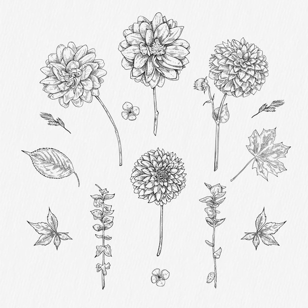 Realistic hand drawn dahlia and wild flowers drawing in retro vintage style collection