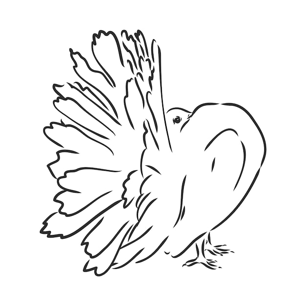 Realistic hand drawn dove. Vector illustration or element for your design.