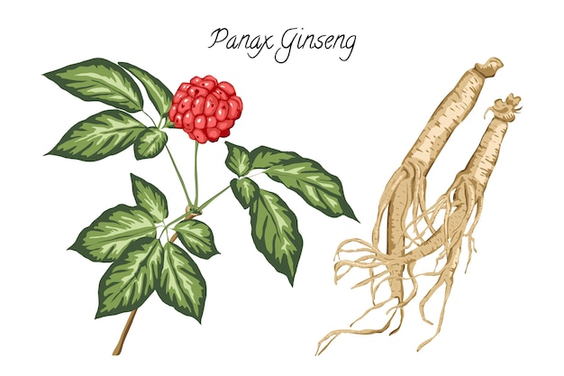 Realistic hand drawn ginseng plant collection