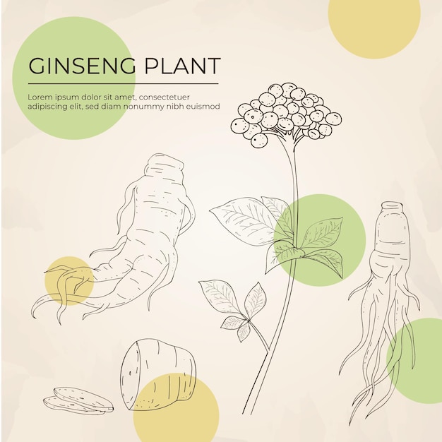 Realistic hand drawn ginseng plant collection