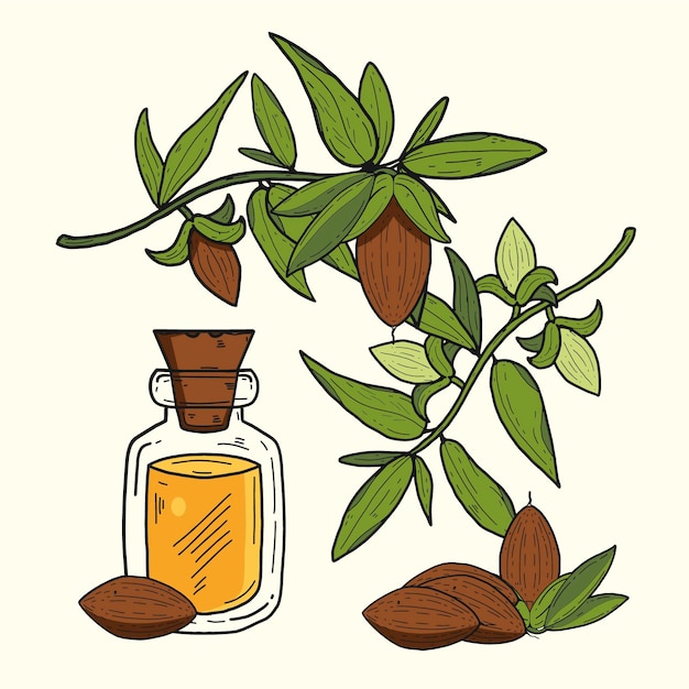 Vector realistic hand drawn jojoba element collection