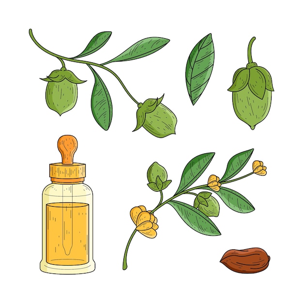 Vector realistic hand drawn jojoba element collection