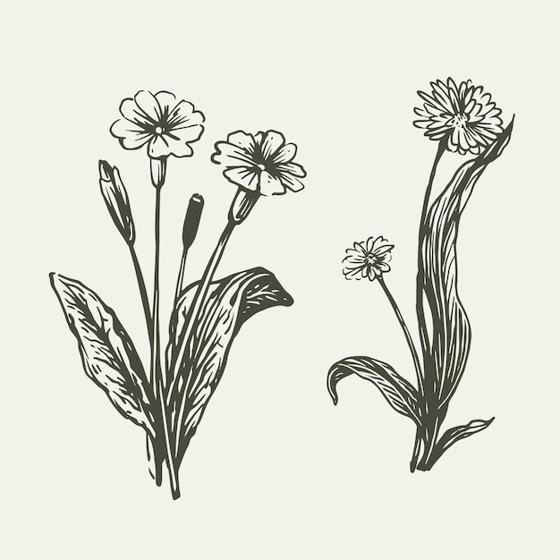 Realistic hand drawn organic  wild flowers