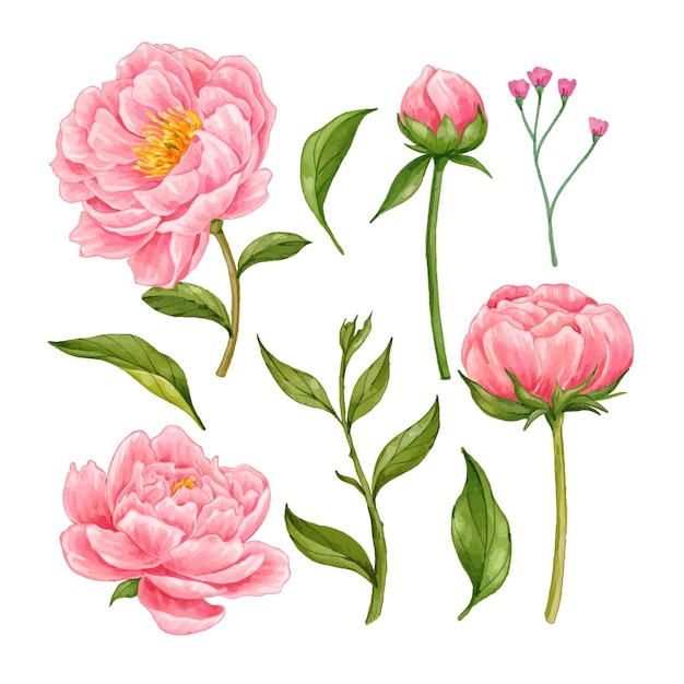 realistic hand drawn pink peony watercolor collection