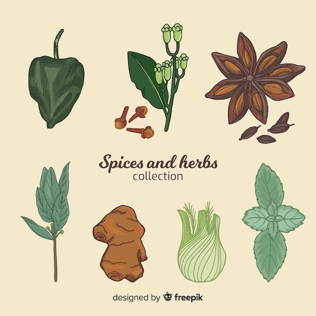 Realistic hand drawn spices and herbs sketches collection