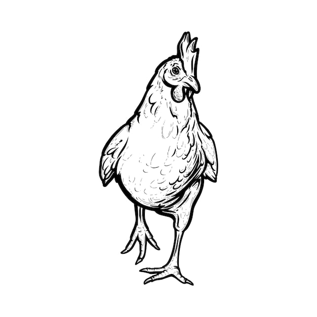 Realistic hen or broiler outlined in white background Free grazing hen bird in the runch Hand drawn