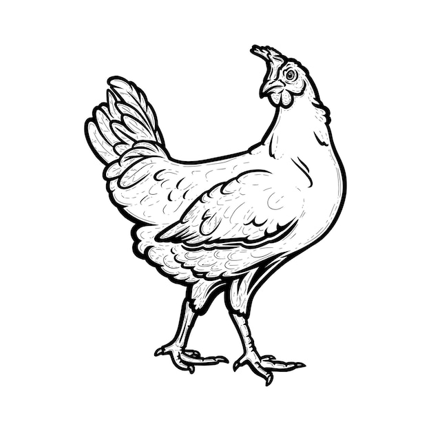 Realistic hen or chicken outlined in white background Free grazing hen bird in the poultry runch