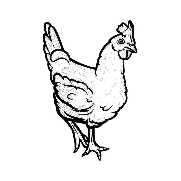 Realistic hen or chicken outlined in white background Free grazing hen bird in the runch