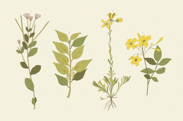 Realistic herbs & wild flowers