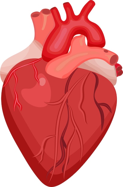 Realistic human heart