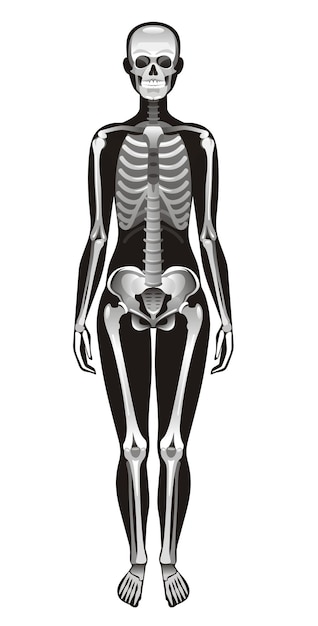 Realistic human skeleton vector illustration isolated on white background 3d female figure