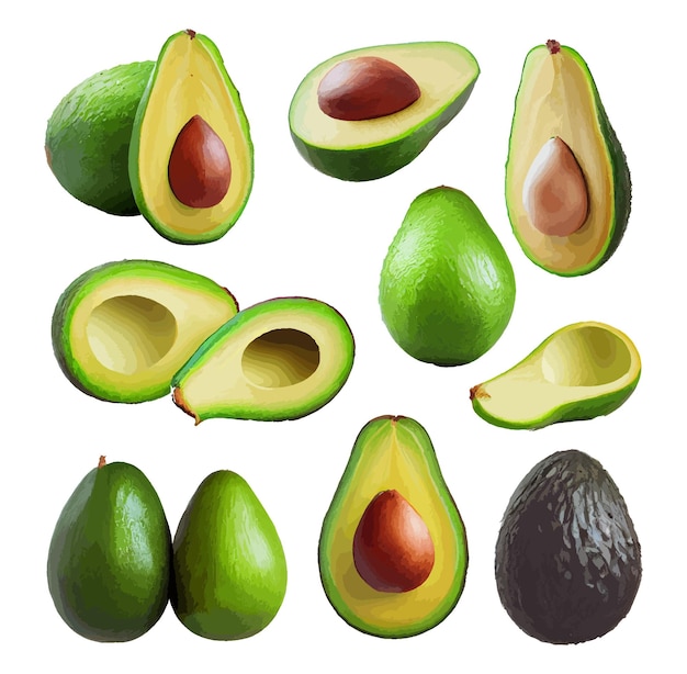 Realistic illustration set of avocado isolated on white background. Vegan food vector icons. Healthy