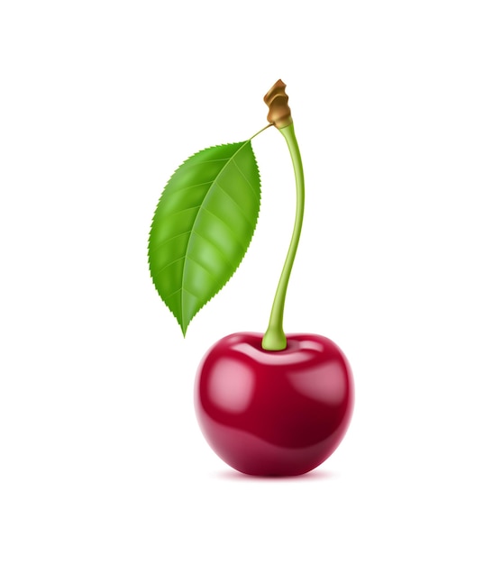 Realistic isolated ripe raw cherry berry with leaf