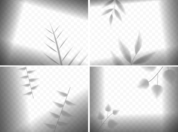 Vector realistic leaves shadows in frames composition on transparent