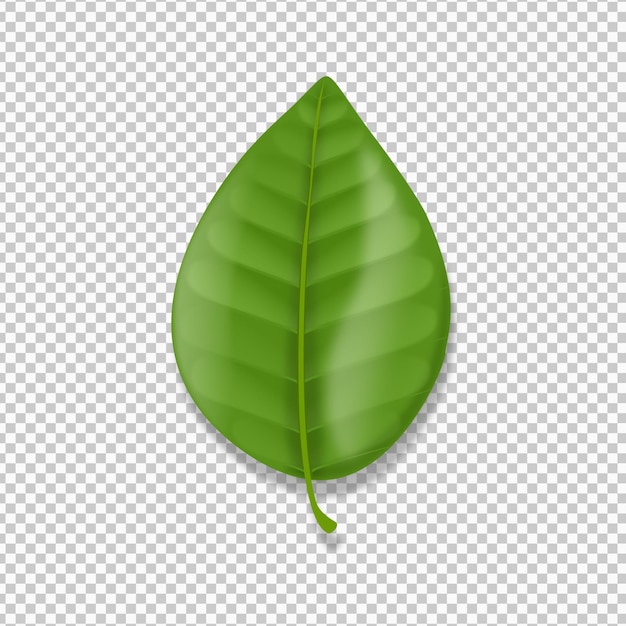 Realistic lemon tree leaf with gradients