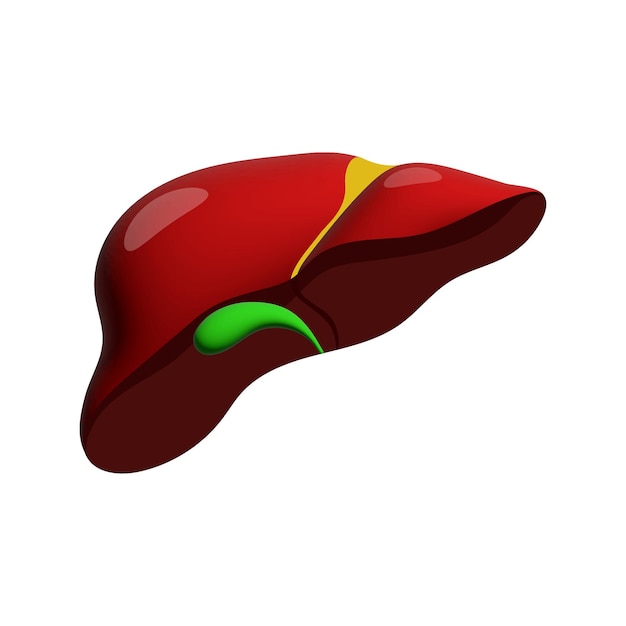 Realistic liver anatomy structure Vector hepatic system organ digestive gallbladder organ