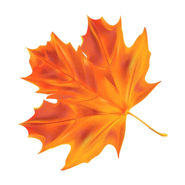 Realistic maple leaf Vector autumn tree leaf for the design of greeting cards banners and posters