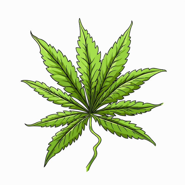 Vector realistic marijuana plant with leaf natural hemp and canna illustration