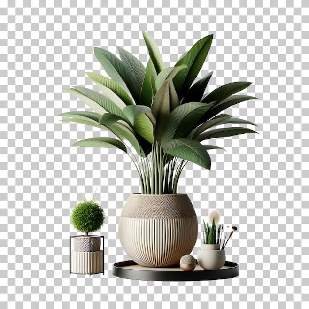 Vector realistic modern indoor plant isolate on transparent background