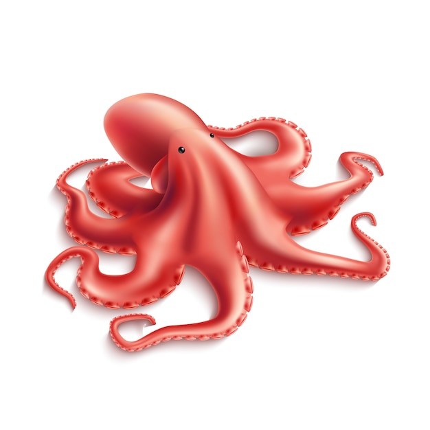 Vector  realistic octopus, marine squid 3d mollusk for seafood restaurant menu design.