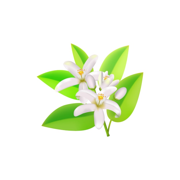 Realistic orange flowering branch, leaves, neroli flowers and bud.