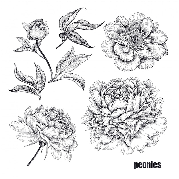 Realistic peonies flowers.  illustration.