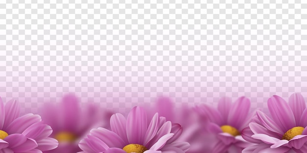 Vector realistic pink 3d chrysanthemum flowers on transparent background vector illustration