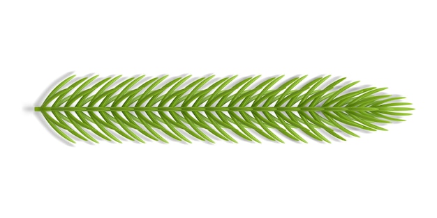 Realistic plastic coniferous green branch with needles 3d template traditional Christmas tree vector