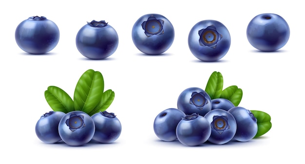 Realistic raw isolated ripe blueberry or bilberry