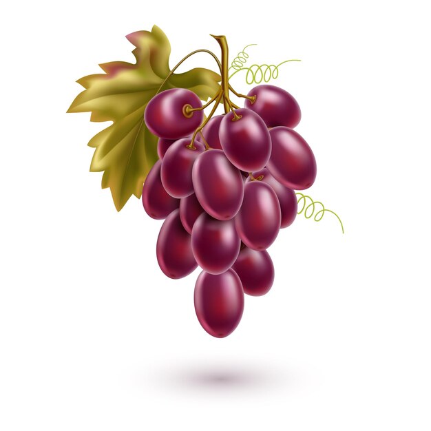 Vector realistic red grape bunch with ripe berries and leaves. fresh grapevine for winery products design.