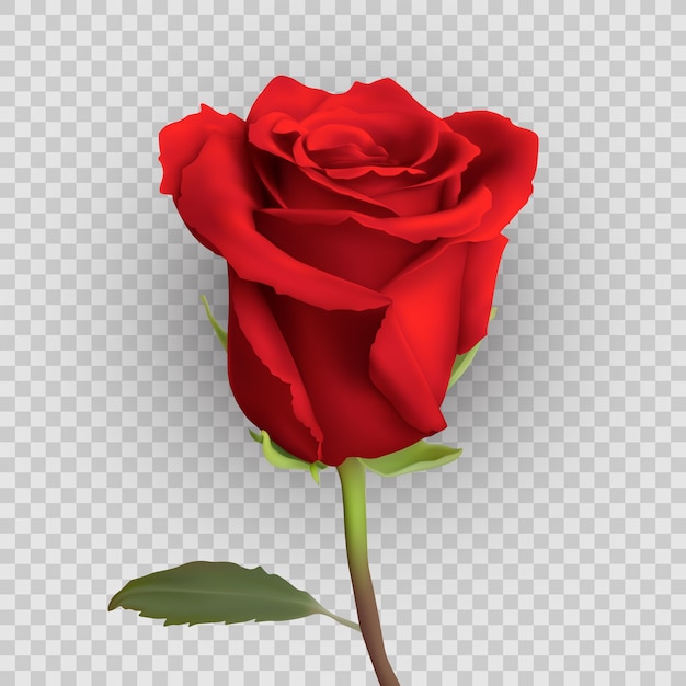 Realistic rose design isolated on background, 