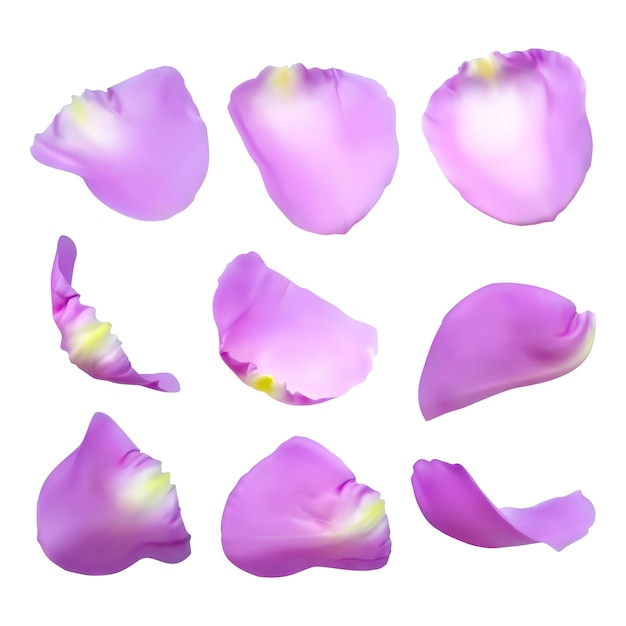 Realistic rose petals Vector illustration with mesh gradients EPS10