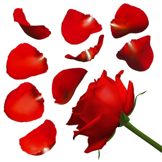 Realistic rose petals Vector illustration with mesh gradients