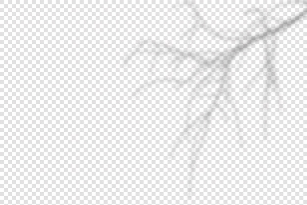 Realistic shadow tropical leaves and branches on transparent checkered background