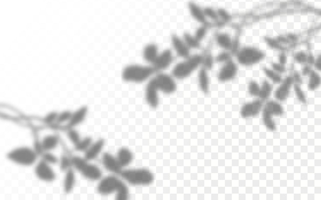 Realistic shadow tropical leaves and branches on transparent checkered background.