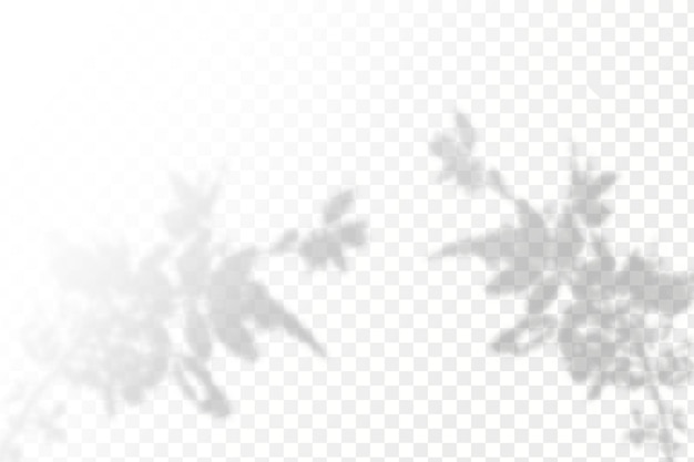 Realistic shadow tropical leaves and branches on transparent checkered background