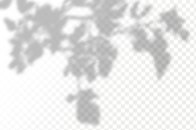 Realistic shadow tropical leaves and branches on transparent checkered background