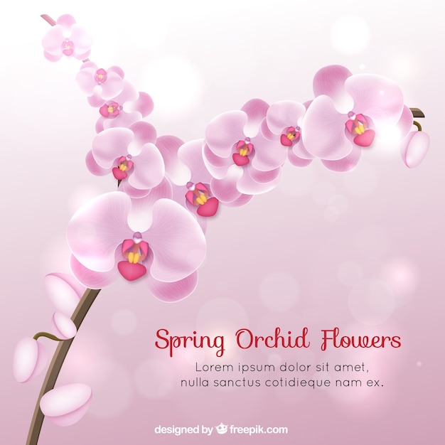 Realistic spring orchid flowers