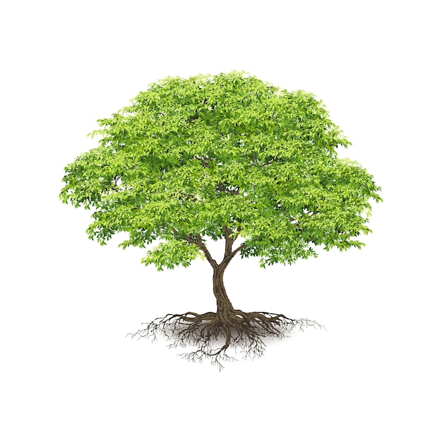 Realistic Trees  on White Background