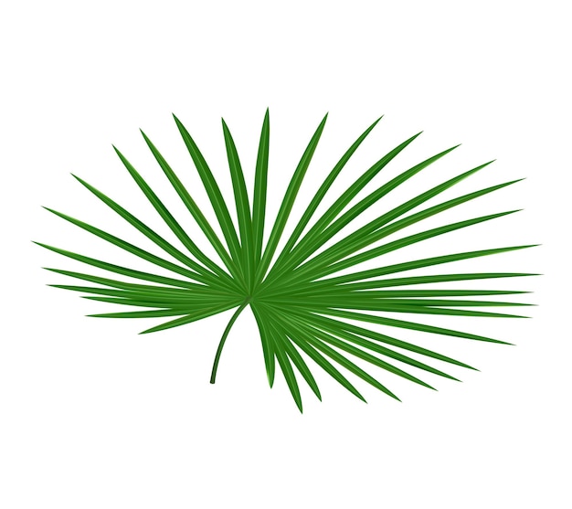 Realistic tropical leave. Palm tree foliage. Exotic plant. Isolated jungle frond template. Hawaiian summer nature. Rainforest flora. Decorative green botanical beach element. Vector greenery mockup