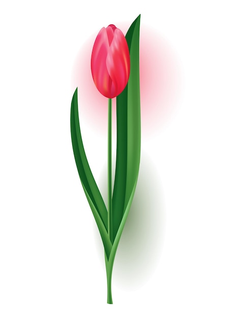 Realistic tulip with bud stem with green leave Beautiful spring pink blossom flower Vector design element for invitation greeting card or save the date card